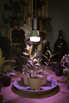 LEDVANCE LED Star Grow Lamp T 60 10W Clear E27 4058075845787