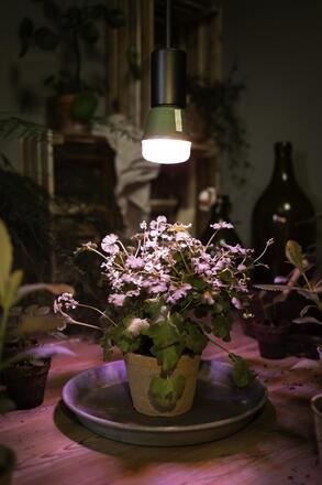 LEDVANCE LED Star Grow Lamp T 60 10W Clear E27 4058075845787